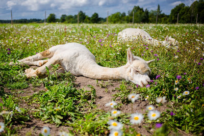 Sheep lying on field against sky