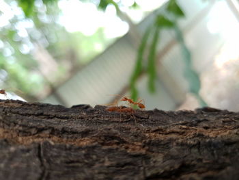 Close-up of insect on tree trunk