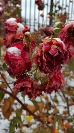 Close-up of pink flowers
