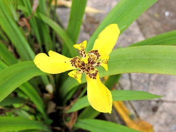 Close-up of yellow flower