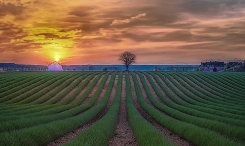 Scenic view of agricultural field against sky during sunset