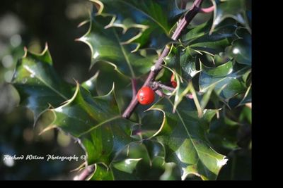 Close-up of fruits on tree