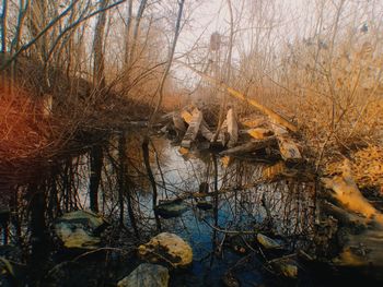 Bare trees by lake in forest during winter