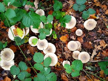 High angle view of mushrooms growing on field