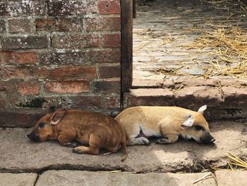 View of a dog sleeping on wall