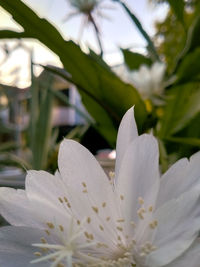 Close-up of white flowering plant