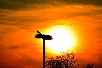 Low angle view of silhouette bird perching on orange sky