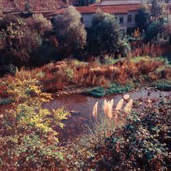 Plants and trees by lake