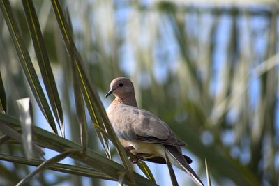 Close-up of bird perching on a plant