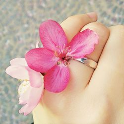 Cropped hand holding pink flower