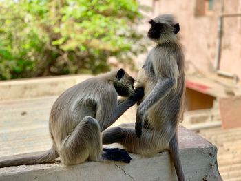 Monkeys sitting on retaining wall in zoo