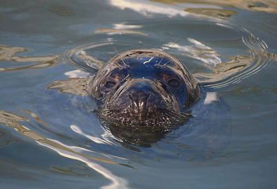 High angle view of seal in sea