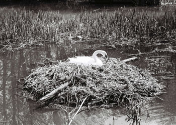 Close-up of swan perching on lake