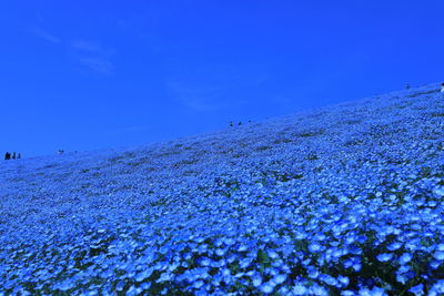 Purple flowers on land against blue sky