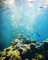 View of fish swimming in sea