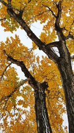 Low angle view of tree