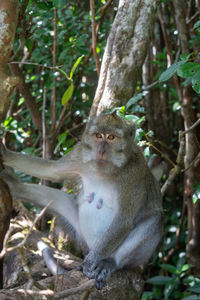 animal