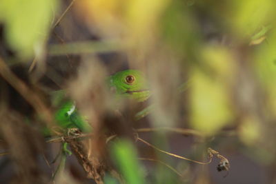 Close-up of frog on plant