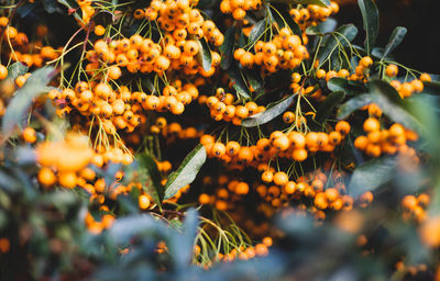 Close-up of orange berries on plant