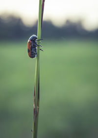 Close-up of insect on leaf