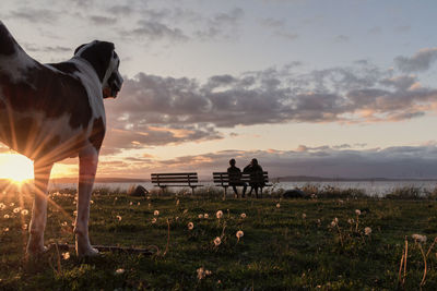 Dog on field against sky during sunset