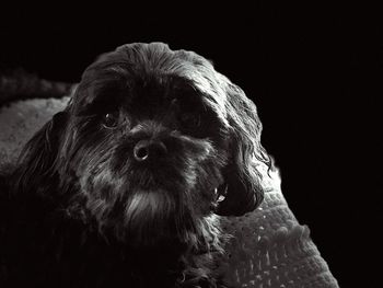 Close-up portrait of dog against black background