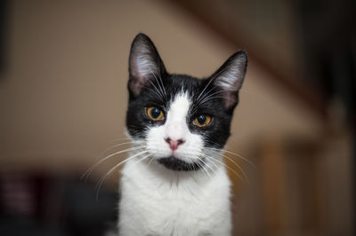 Close-up portrait of cat