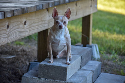 Portrait of dog standing outdoors