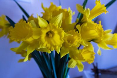 Close-up of yellow flowers blooming outdoors