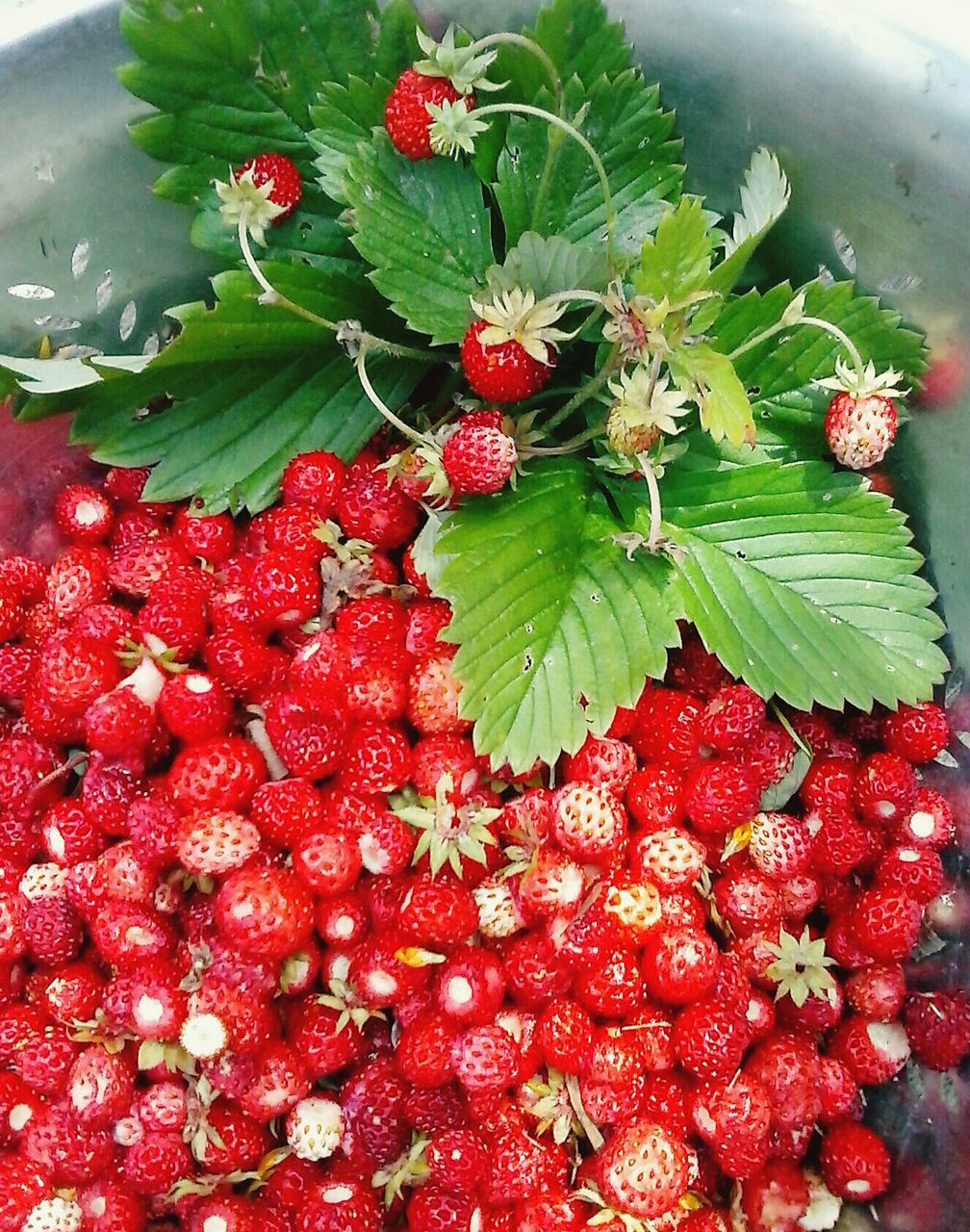 fruit, food and drink, red, freshness, food, healthy eating, leaf, berry fruit, strawberry, growth, ripe, close-up, berry, nature, plant, tree, cherry, raspberry, no people, day