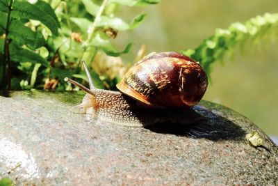 Close-up side view of a snail