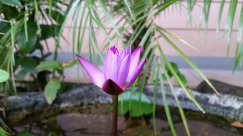 Close-up of pink lotus water lily