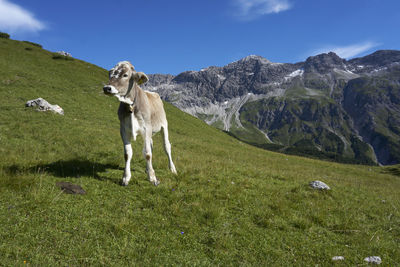 Horses on field against sky