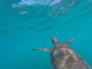 Close-up of tortoise swimming in sea
