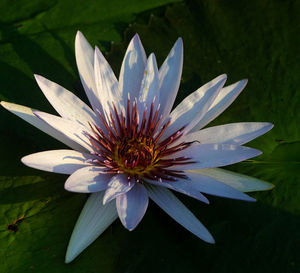 Close-up of white flower