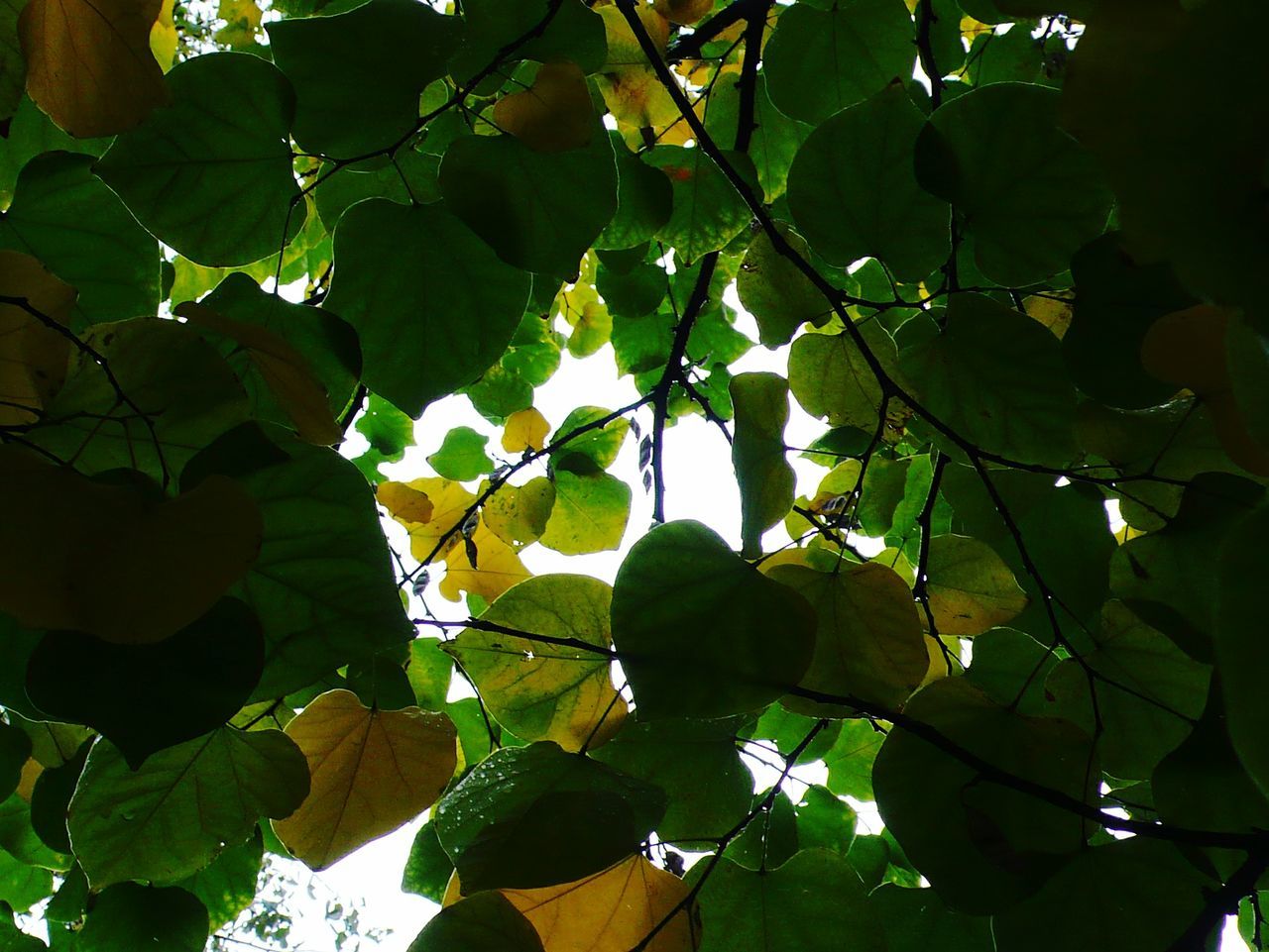 Under a sea of green