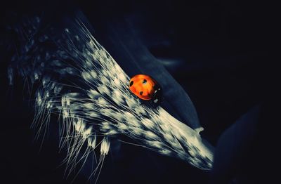 Close-up of ladybug on plant