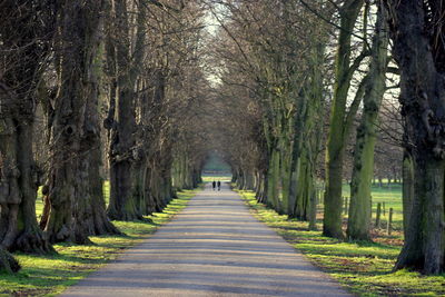 Pathway along trees in park