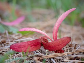 Close-up of pink flower on field