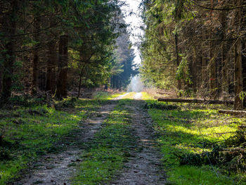 Footpath amidst trees in forest