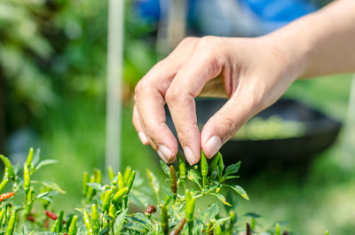 Close-up of person hand holding chili pepper growing on plant