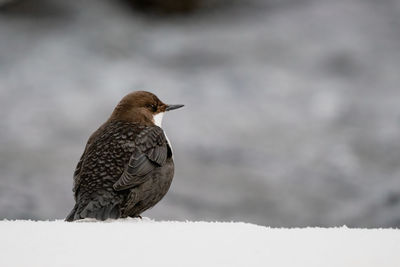 Close-up of bird perching on snow