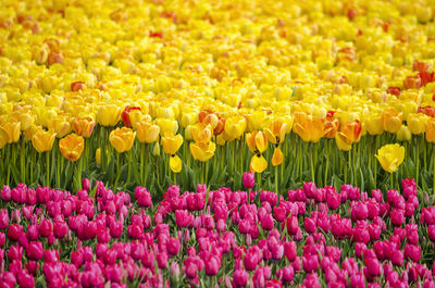 Close-up of tulips in field