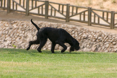 Black dog running on field