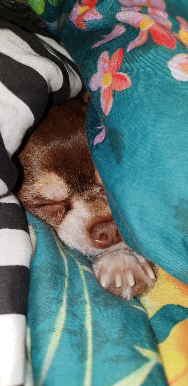 HIGH ANGLE VIEW OF DOG SLEEPING IN BED