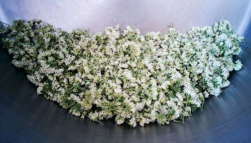 High angle view of flowering plant on table