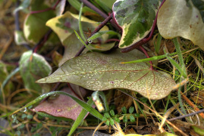 Close-up of fresh green plant