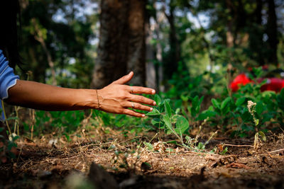 Midsection of person on plant in forest