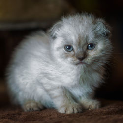 Close-up of cat looking away