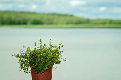 Close-up of potted plant by lake against sky